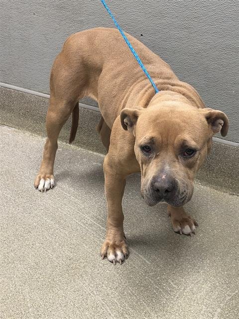 *KISSY HEARTLEY - Pit Bull Terrier available for adoption