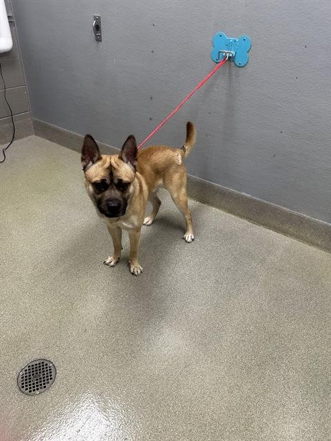 BANDIT - Pit Bull Terrier / German Shepherd Dog available for adoption