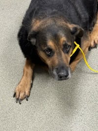 BRADY - Photo 1