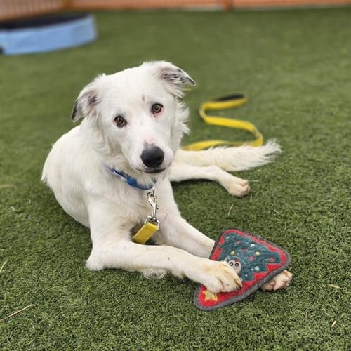 KASPER - Border Collie available for adoption