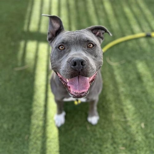 *GAGE - Pit Bull Terrier available for adoption