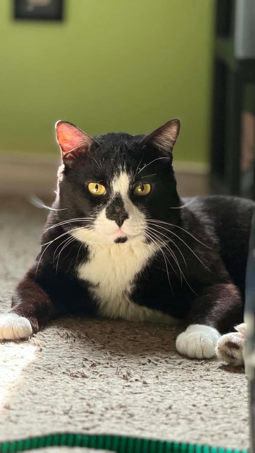 *TIGER WOODS - Domestic Short Hair available for adoption