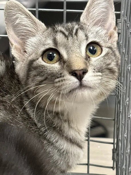 *AQUAMARINE - Domestic Short Hair available for adoption