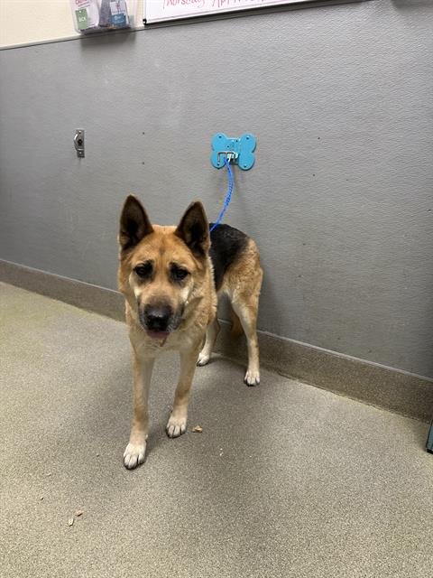 LUNA - German Shepherd Dog available for adoption