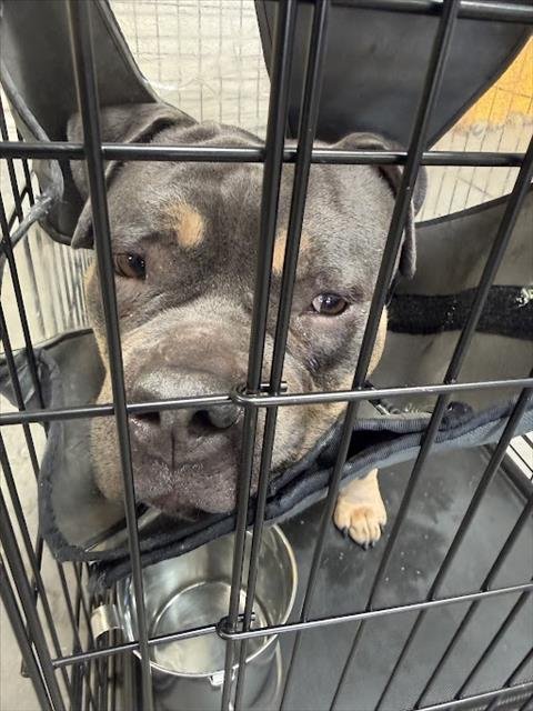 *MILO - Pit Bull Terrier / English Bulldog available for adoption