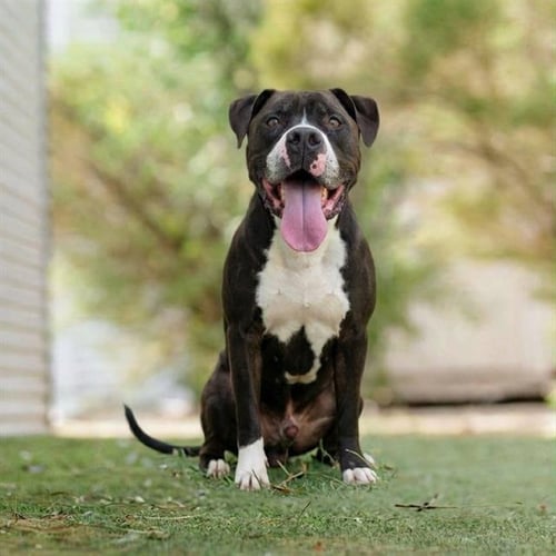KANE - Pit Bull Terrier available for adoption