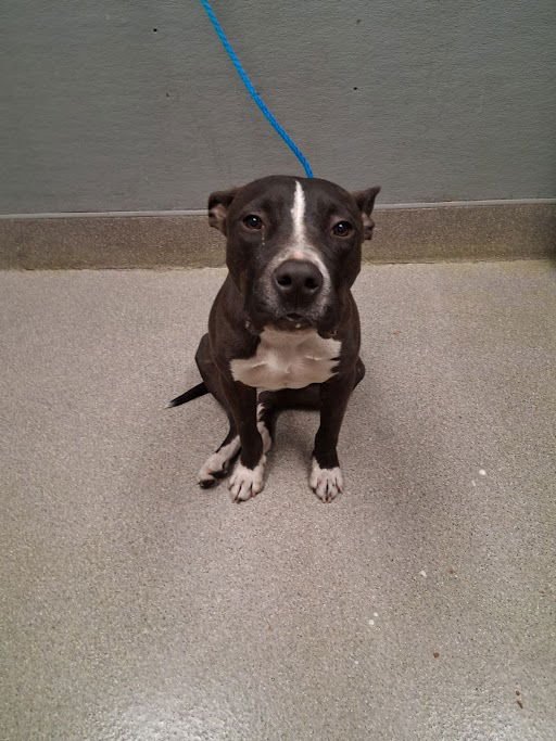 BOB - Pit Bull Terrier available for adoption