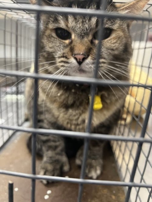 NALA - Domestic Short Hair available for adoption