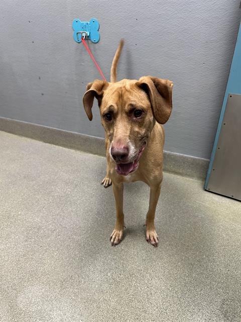 THUNDER - Pit Bull Terrier available for adoption