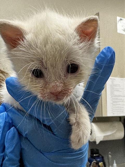 *BONBON - Domestic Short Hair for adoption in North Las Vegas