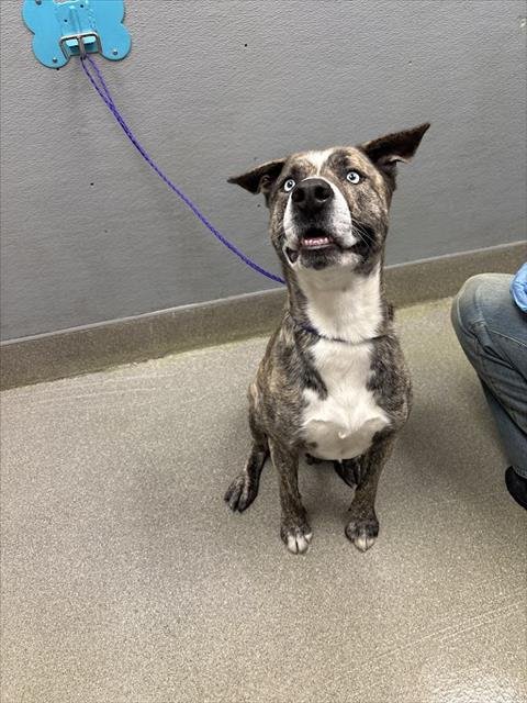 JAGO - Siberian Husky available for adoption