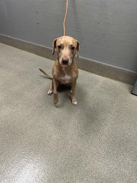 *NELLI - Pit Bull Terrier available for adoption