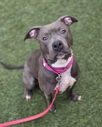 *PERIWINKLE - Photo 1