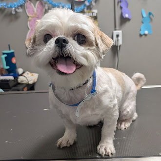 BUDDY - Shih Tzu available for adoption