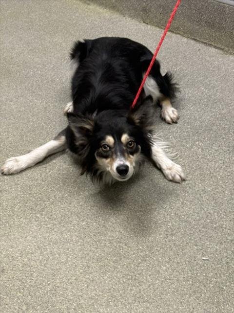 *MADDIE - Australian Shepherd available for adoption