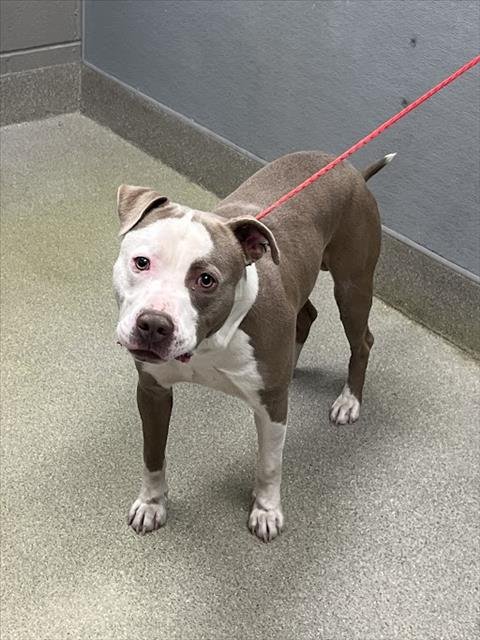 *TARZAN - Pit Bull Terrier available for adoption