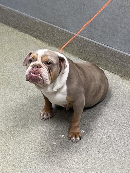 *BUBBIE - American Bulldog available for adoption