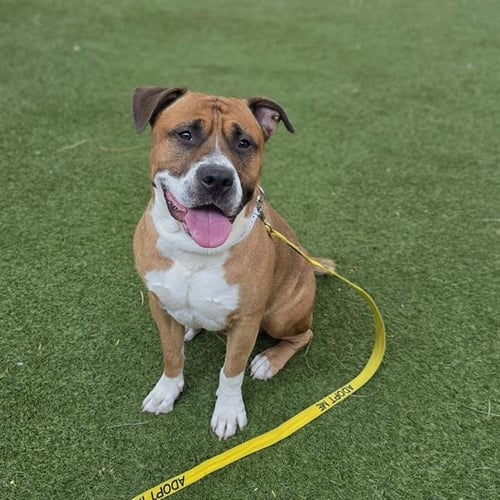 ZEUS - Pit Bull Terrier available for adoption