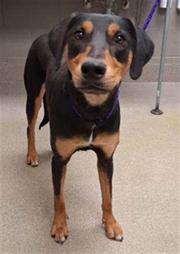 PIPER - Doberman Pinscher available for adoption