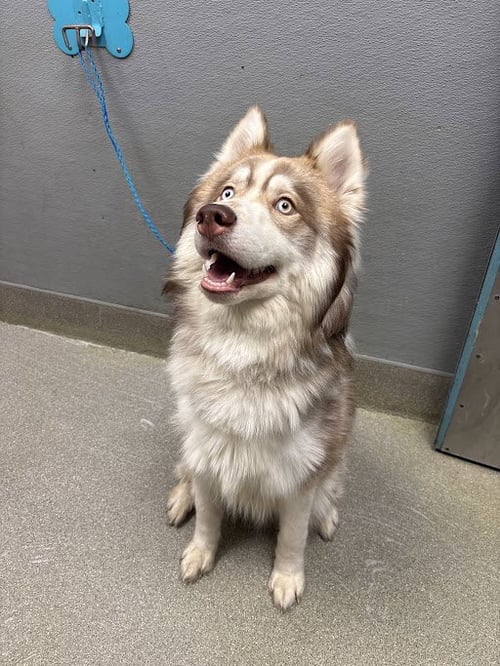 ASH - Alaskan Malamute available for adoption
