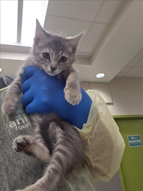 *BUTTER - Domestic Short Hair available for adoption