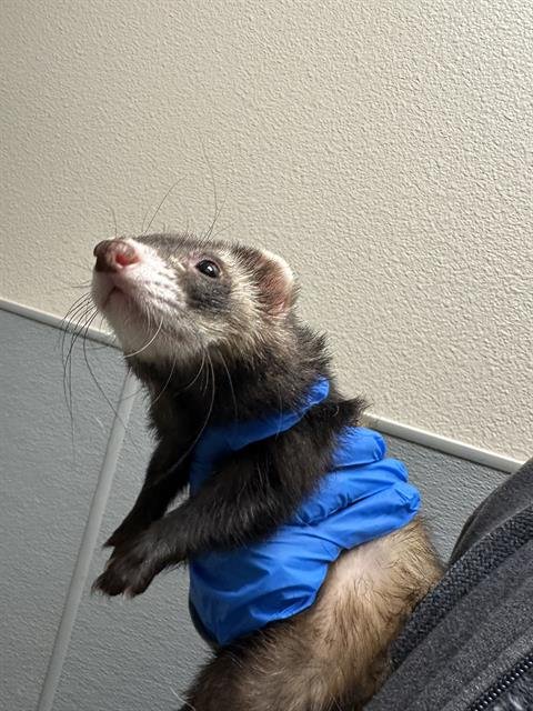 FIN - Ferret available for adoption