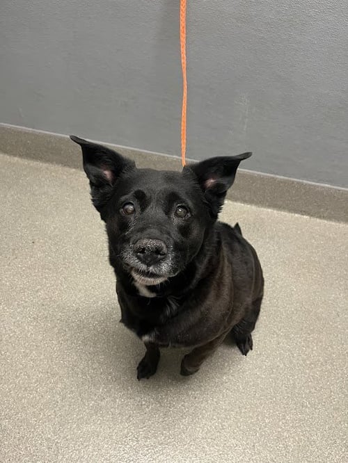 COCOA - Labrador Retriever / Australian Cattle Dog/Blue Heeler available for adoption