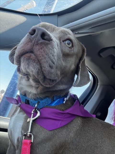 *SQUIRREL - Basset Hound / Pit Bull Terrier available for adoption