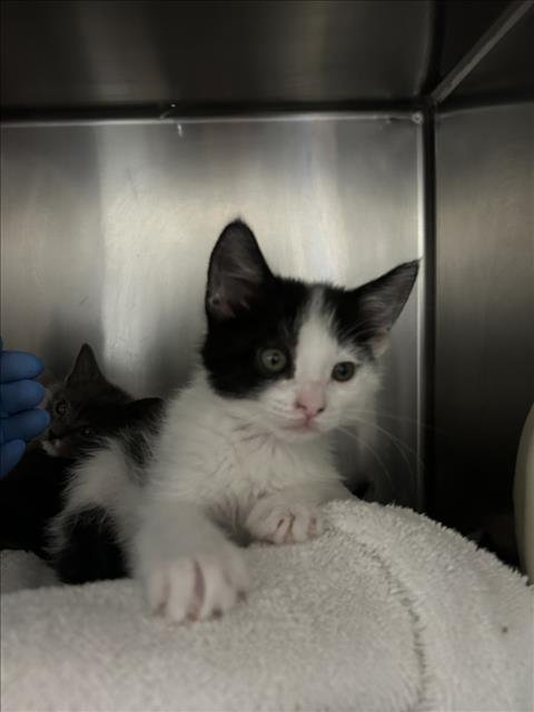 *BUTTONS - Domestic Short Hair available for adoption