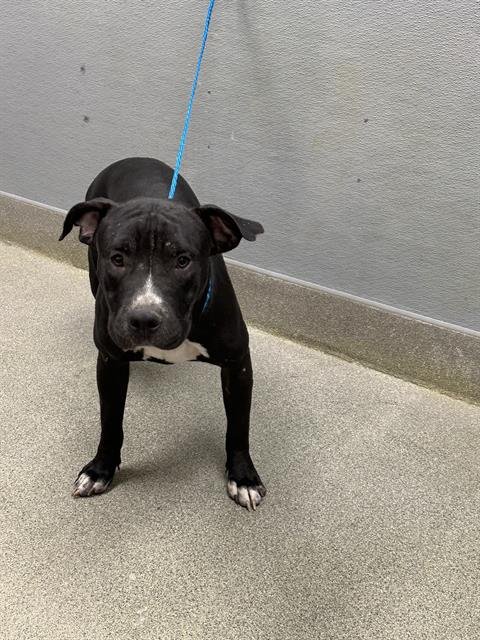 *THACKERY - Labrador Retriever available for adoption
