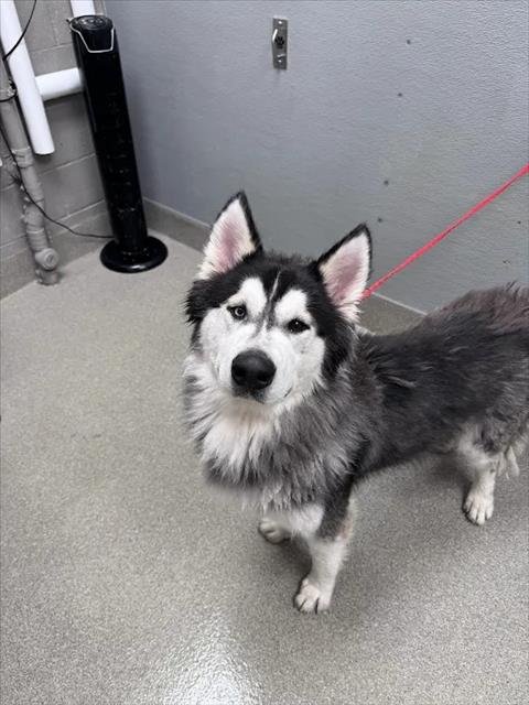 KODAK - Alaskan Malamute / Siberian Husky available for adoption
