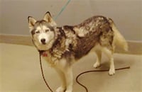 NALA - Photo 1