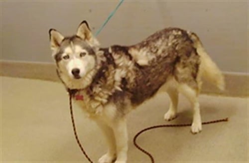 NALA - Husky available for adoption
