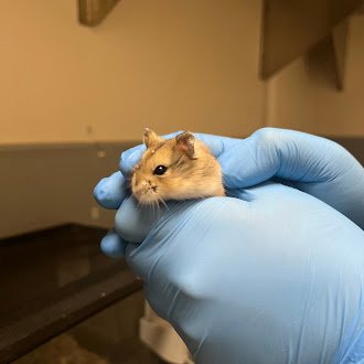 *BOBA - Hamster available for adoption