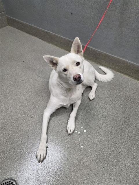 ASPEN - Siberian Husky available for adoption