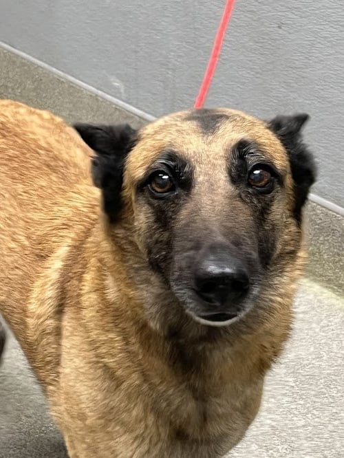 *BARISTA - Belgian Shepherd Malinois available for adoption