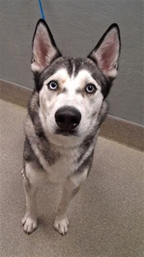KODA - Siberian Husky available for adoption