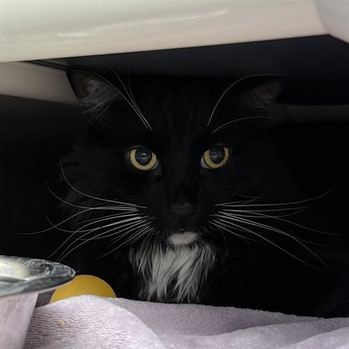 BABY BOY - Domestic Short Hair available for adoption