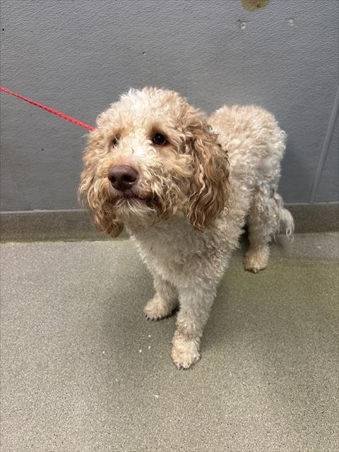 *TRAVOLTA - Poodle (Standard) available for adoption