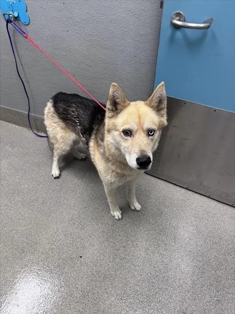 JAYCO - Siberian Husky available for adoption