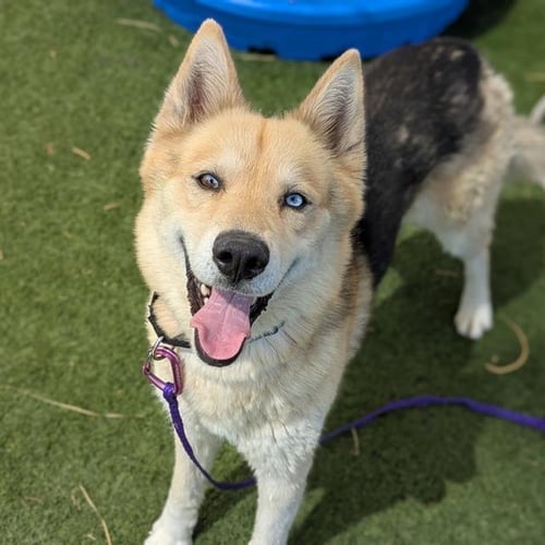 JAYCO - Siberian Husky available for adoption