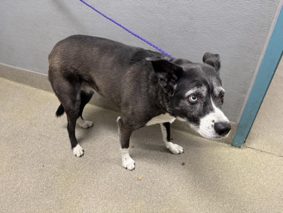 AURORA - Border Collie / Siberian Husky available for adoption