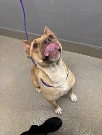 *COCONUT CREAMPIE - Photo 1