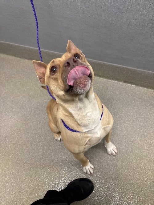 *COCONUT CREAMPIE - Pit Bull Terrier available for adoption