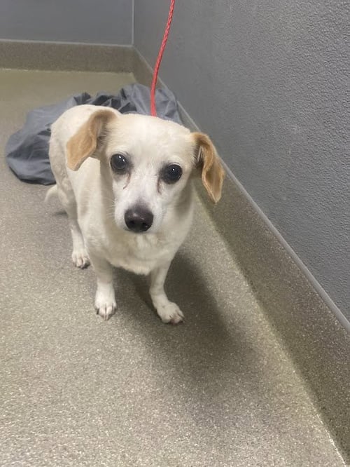 BABY - Chihuahua available for adoption