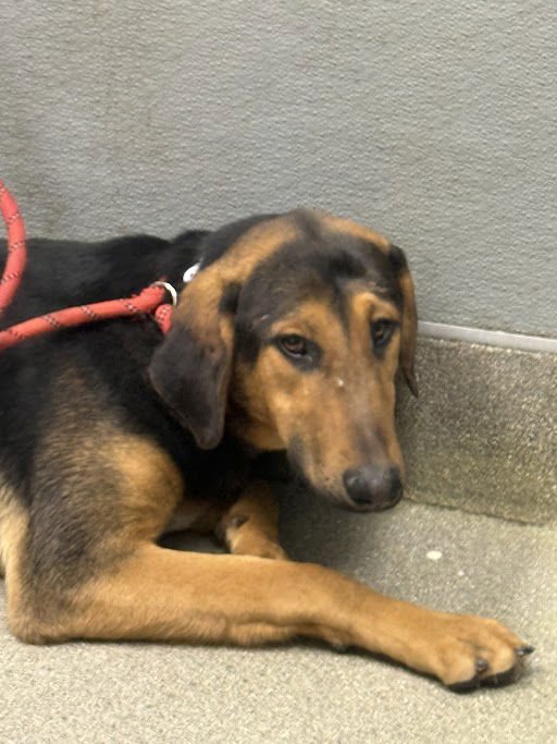 *SHAGGY - Doberman Pinscher available for adoption