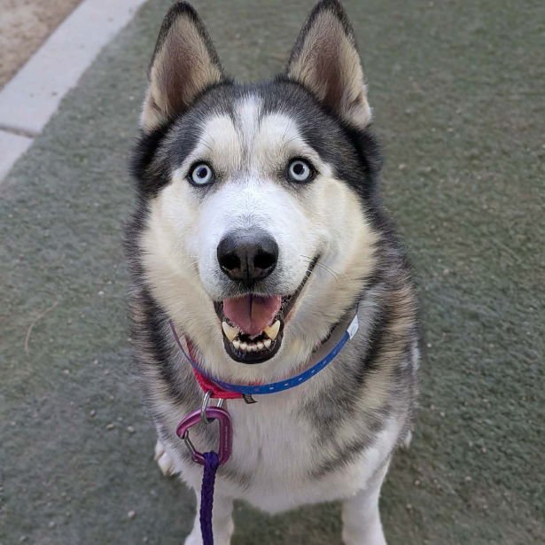 HULK - Siberian Husky available for adoption