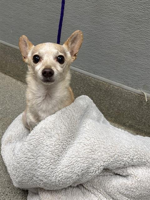 BELLA - Chihuahua available for adoption