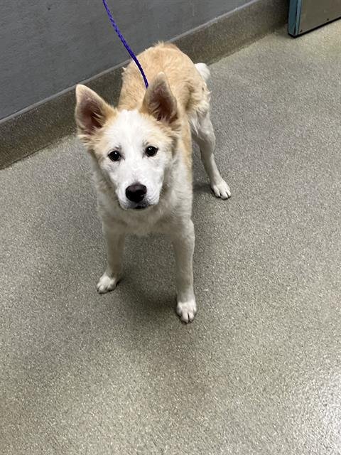 *NITRO - Siberian Husky available for adoption