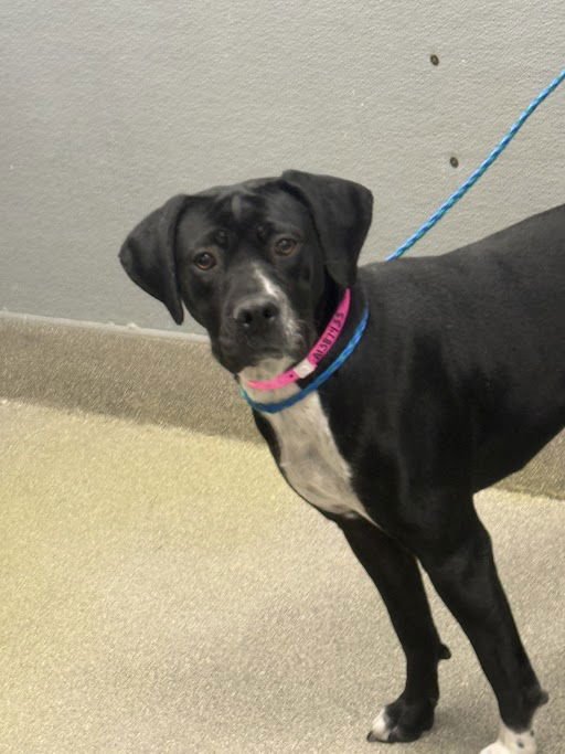 BERETTA - Pit Bull Terrier available for adoption